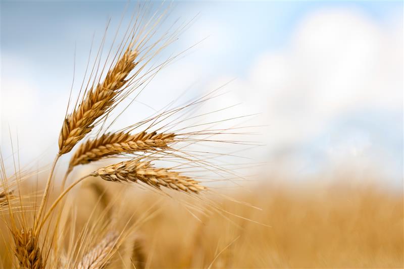 Cereal Crops Week is May 15-19!