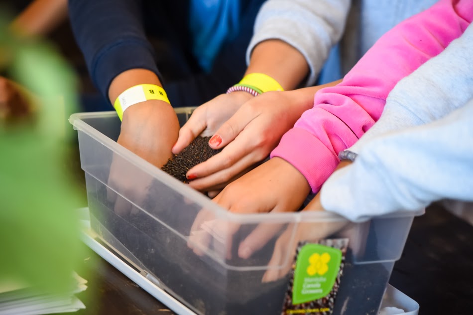 Student hands in a plastic container filled with canola seed