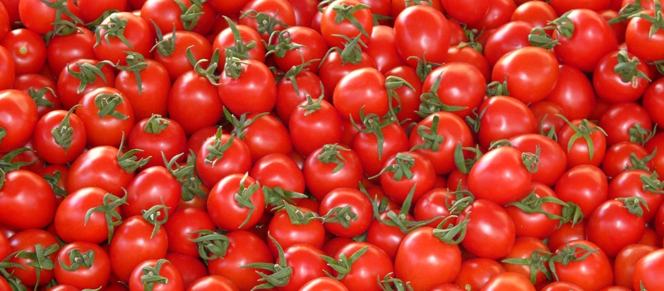 There are no fish genes in tomatoes cover photo